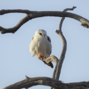 Elanus axillaris at Molonglo Valley, ACT - 14 Apr 2018