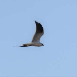 Elanus axillaris at Molonglo Valley, ACT - 14 Apr 2018