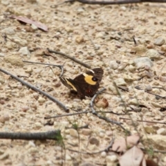 Tisiphone abeona (Varied Sword-grass Brown) at Eden, NSW - 13 Apr 2018 by RossMannell