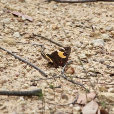 Tisiphone abeona (Varied Sword-grass Brown) at Eden, NSW - 13 Apr 2018 by RossMannell