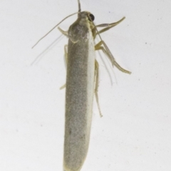 Scoliacma nana (Diminutive Footman) at Ainslie, ACT - 6 Apr 2018 by jb2602