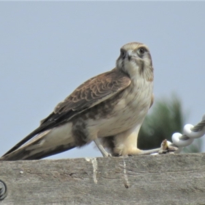 Falco berigora at Sutton, NSW - 13 Apr 2018 01:11 PM