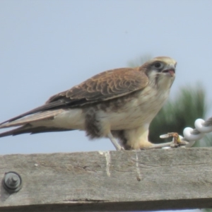 Falco berigora at Sutton, NSW - 13 Apr 2018 01:11 PM