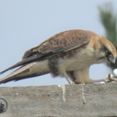 Falco berigora at Sutton, NSW - 13 Apr 2018