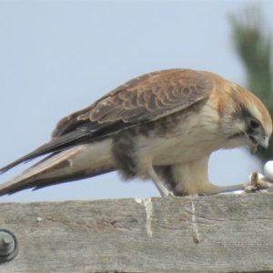 Falco berigora at Sutton, NSW - 13 Apr 2018 01:11 PM