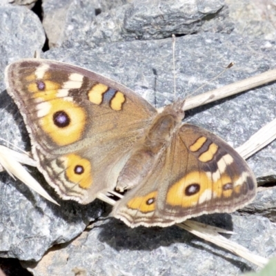 Junonia villida (Meadow Argus) at Lyneham Wetland - 14 Apr 2018 by jbromilow50