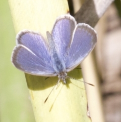 Zizina otis (Common Grass-Blue) at Lyneham Wetland - 14 Apr 2018 by jbromilow50