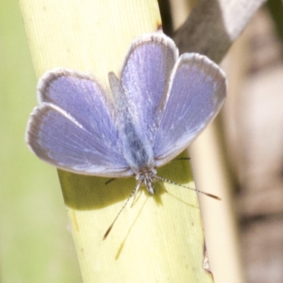 Zizina otis (Common Grass-Blue) at Lyneham, ACT - 14 Apr 2018 by jbromilow50