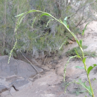 Persicaria hydropiper (Water Pepper) at Tennent, ACT - 14 Mar 2018 by michaelb