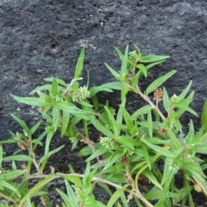 Persicaria prostrata at Tennent, ACT - 14 Mar 2018 07:41 PM