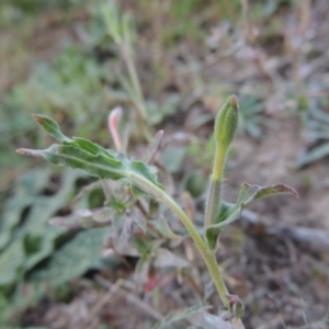 Oenothera indecora subsp. bonariensis at Tennent, ACT - 14 Mar 2018 08:03 PM