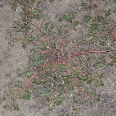 Portulaca oleracea (Munyeroo ,Pigweed, Purslane) at Tennent, ACT - 14 Mar 2018 by MichaelBedingfield