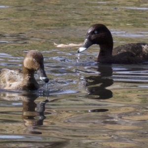 Aythya australis at Lyneham, ACT - 14 Apr 2018 11:52 AM