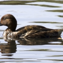 Aythya australis at Lyneham, ACT - 14 Apr 2018