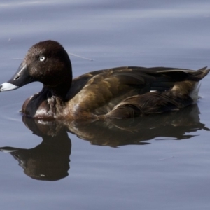 Aythya australis at Lyneham, ACT - 14 Apr 2018