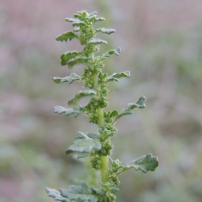 Dysphania pumilio (Small Crumbweed) at Tennent, ACT - 14 Mar 2018 by michaelb