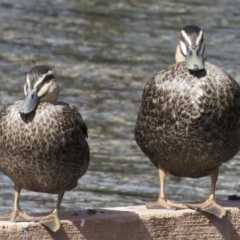 Anas superciliosa (Pacific Black Duck) at Lyneham Wetland - 14 Apr 2018 by jb2602