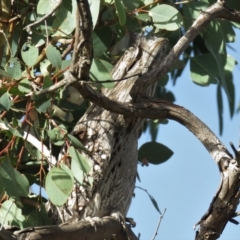 Podargus strigoides at Molonglo River Reserve - 14 Apr 2018 08:27 AM