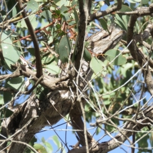 Podargus strigoides at Molonglo River Reserve - 14 Apr 2018 08:27 AM