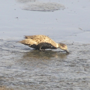 Anas gracilis at Fyshwick, ACT - 14 Apr 2018 10:30 AM