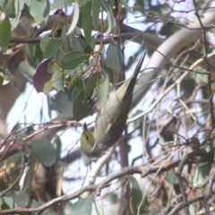 Ptilotula penicillata (White-plumed Honeyeater) at Fyshwick, ACT - 14 Apr 2018 by MatthewFrawley