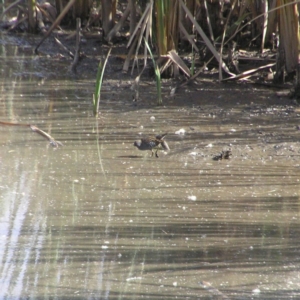 Porzana fluminea at Fyshwick, ACT - 14 Apr 2018 10:48 AM