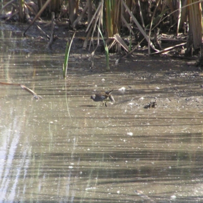 Porzana fluminea (Australian Spotted Crake) at Fyshwick, ACT - 14 Apr 2018 by MatthewFrawley