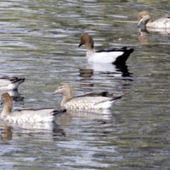 Chenonetta jubata (Australian Wood Duck) at Lyneham Wetland - 14 Apr 2018 by jbromilow50