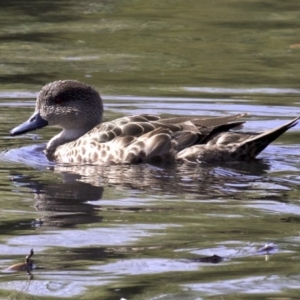 Anas gracilis at Lyneham Wetland - 14 Apr 2018 12:00 PM