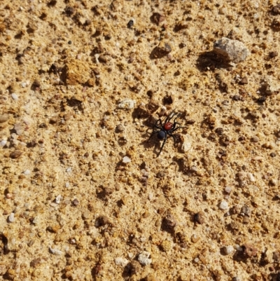 Missulena occatoria (Red-headed Mouse Spider) at Symonston, ACT - 14 Apr 2018 by nathkay