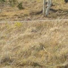 Petroica boodang at Cooleman Ridge - 12 Apr 2018