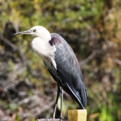 Ardea pacifica (White-necked Heron) at Dignams Creek, NSW - 6 Apr 2016 by Maggie1