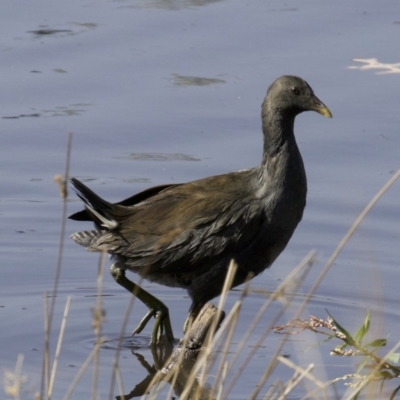 Gallinula tenebrosa (Dusky Moorhen) at Lyneham Wetland - 14 Apr 2018 by jb2602