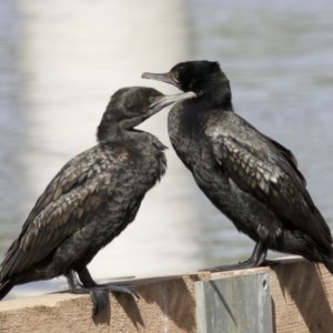 Phalacrocorax sulcirostris at Lyneham, ACT - 14 Apr 2018 12:21 PM