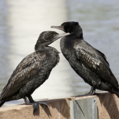 Phalacrocorax sulcirostris (Little Black Cormorant) at Lyneham Wetland - 14 Apr 2018 by jb2602