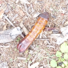 Hepialidae (family) at Hughes, ACT - 15 Apr 2018