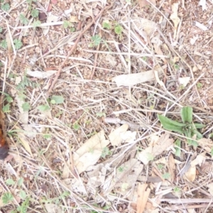 Hepialidae (family) at Hughes, ACT - 15 Apr 2018