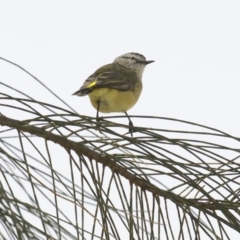 Acanthiza chrysorrhoa at Dickson, ACT - 14 Apr 2018