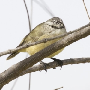 Acanthiza chrysorrhoa at Dickson, ACT - 14 Apr 2018