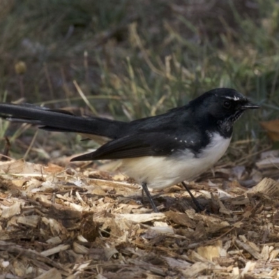 Rhipidura leucophrys (Willie Wagtail) at Dickson Wetland - 14 Apr 2018 by jbromilow50