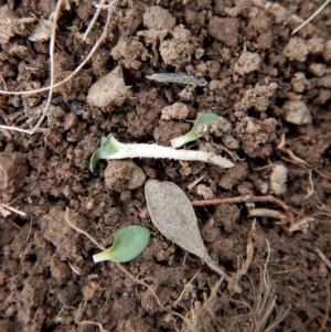 Diplodium sp. at Aranda, ACT - 15 Apr 2018