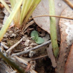 Diplodium sp. at Aranda, ACT - 15 Apr 2018