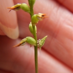 Philagra sp. (genus) (A spittlebug) at Aranda, ACT - 15 Apr 2018 by CathB