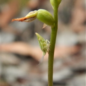 Philagra sp. (genus) at Aranda, ACT - 15 Apr 2018 12:46 PM