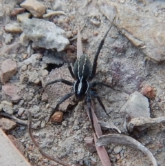 Pisauridae (family) (Water spider) at Cook, ACT - 13 Apr 2018 by CathB