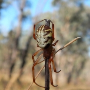 Phonognatha graeffei at Belconnen, ACT - 5 Apr 2018