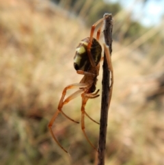 Phonognatha graeffei at Belconnen, ACT - 5 Apr 2018