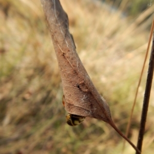 Phonognatha graeffei at Belconnen, ACT - 5 Apr 2018 09:39 AM