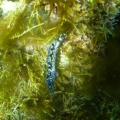 Hypselodoris obscura (Hypselodoris obscura) at The Blue Pool, Bermagui - 15 Apr 2018 by Angel