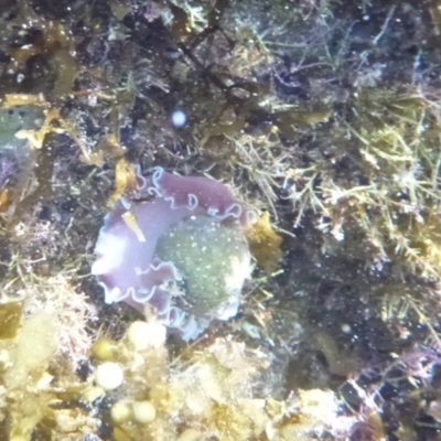 Hydatina physis (Brown-line Paperbubble) at The Blue Pool, Bermagui - 15 Apr 2018 by Angel